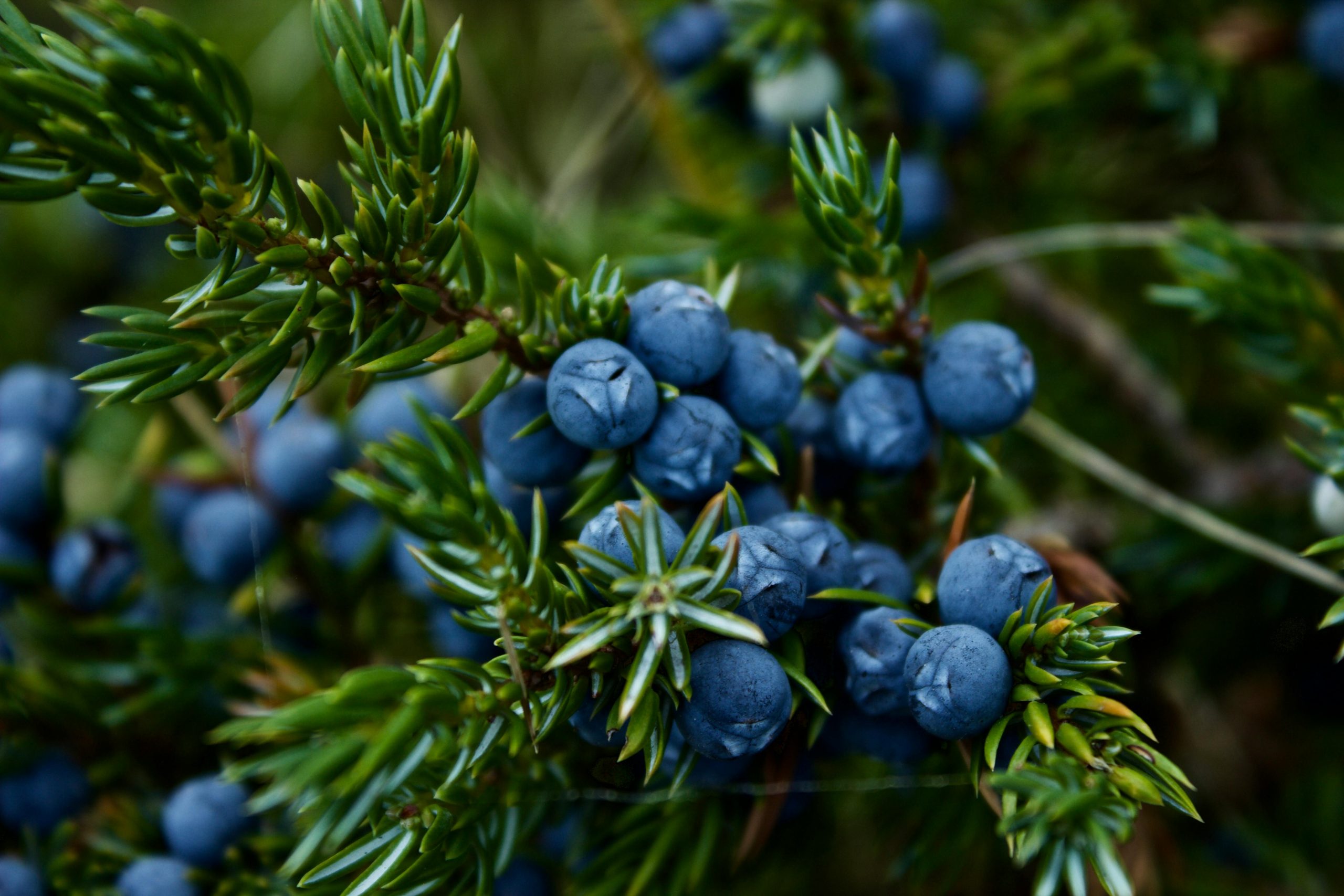 Juniper berries and evergreen foliage, reflecting Baltersan's Scottish product identity